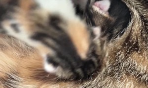 Kittens Fight Over Mom's Milk