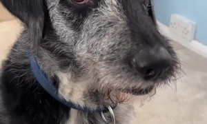 Merlin and His Mini-Me