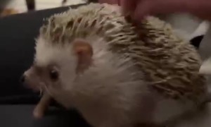 Hedgehog Enjoys Back Scratch