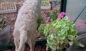 Golden Retriever Takes a Dip in Greenhouse Tub