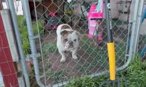 Bulldog Gets "Locked" In