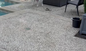 Dog Attacks Snake in Backyard