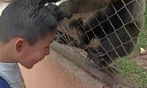 Monkey Pulls Boy's Hair