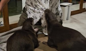 Otters Play With Human