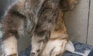 Sleeping Cat Does Stair Yoga