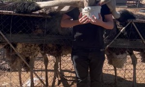 Hungry Ostriches Give Guy a Neck Massage