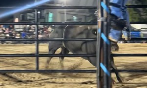 Don’t Mess With the PBR Bulls