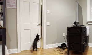 Clever Cat Makes A Big Jump to Open Door