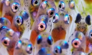 Clownfish Cares For Offspring