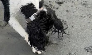 Springer Spaniel Discovers Clams at the Beach
