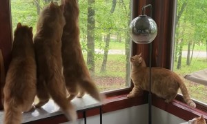Orange Cats Window Hunt In Sync