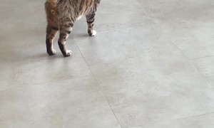 Cat Pretends to Limp For Attention
