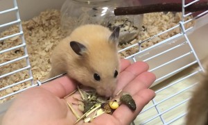 Hamster Shares Snacks With Dog