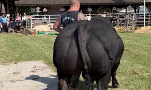 Bull Is Built Different