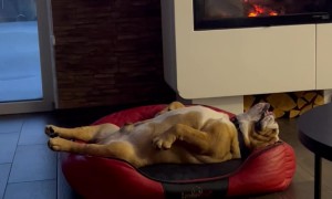 Bulldog Barks in His Sleep