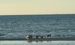 Happy Island Dogs Play On Beach
