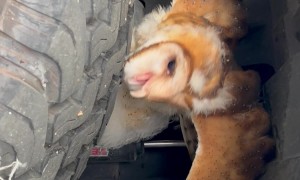 Man Finds a Barn Owl Perched on His Tire