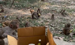Hungry Monkeys Take Bananas