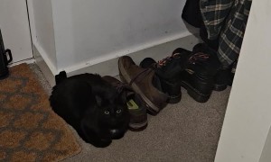 Nothing to See Here, Only Shoes. Definitely No Cats.