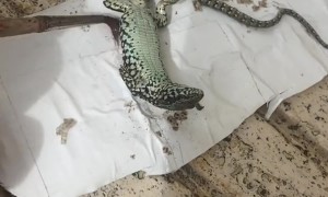 Helping Out a Small Lizard