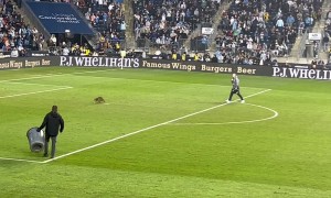 Raccoon Evades Capture on Soccer Field