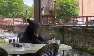 A Bear Decided to Join Us for Lunch