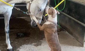 Dog Lovingly Licks Horse's Forehead