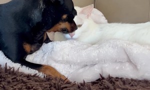 Dog Wants Cat to Keep Grooming Her
