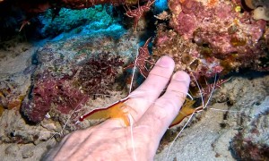 Shrimp Clean Moray's Eel's Teeth