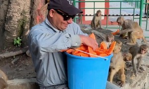 Monkeys Happily Receive Bucket Of Peeled Papaya