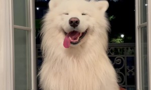 Samoyed Wiggles Ears In Paris