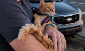 We Took Our Terminally Ill Cat to See a Final Sunset