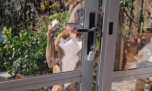 Clever Boxer Dog Opens Door