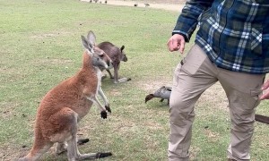 Kangaroo Has An Attitude