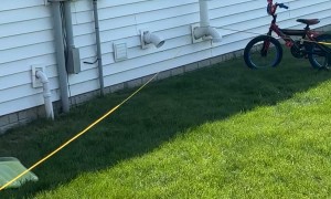 When Dad's Put in Charge of the Kids