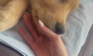 Puppy's Still Learning to Use His Tongue