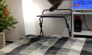 Extra Fluffy Feline in Flight