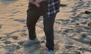 Excited Dog Ruins Baby's Beach Photo