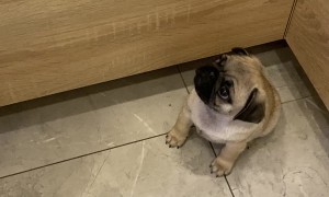 Tiny Demanding Pug Puppy