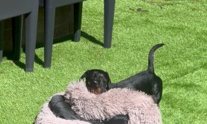 Mini Dachshund Drags Bed Outside to Enjoy the Sun