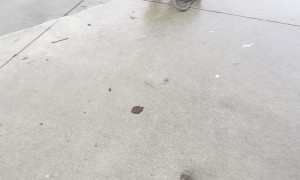 Almond Knew I'd Run Away