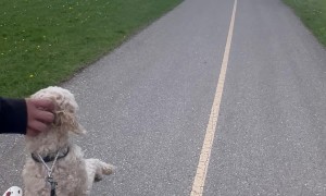 Puppy Prefers to Walk on Two Legs