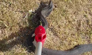 Man Catches a Trapped Rinkhals