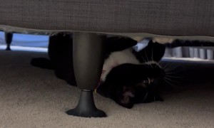 No Monsters Under the Bed Just a Crazy Cat