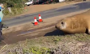 Neil the Seal Gets Chased Off the Road
