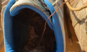 A Bird Made a Nest In My Hiking Boots,
