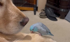 Tiny Parrot Courts a Golden Retriever