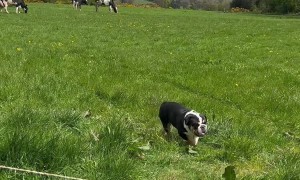 Lola Wants To Join the Cows