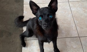 Dog's Deep Blue Eyes