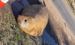 Neil the Seal Relaxes by the Road
